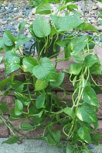 Pothos (Epipremnum aureum)