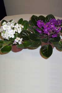 African Violet (Saintpaulia ionantha)