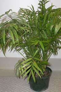 Neathe Bella Palm (Chamaedorea elegans)