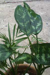 Chinese Evergreen (Aglaonema commutatum)