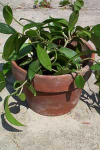 Hoya (Hoya carnosa)