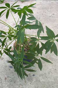 Schefflera (Brassaia arboricola or Schefflera arboricola)
