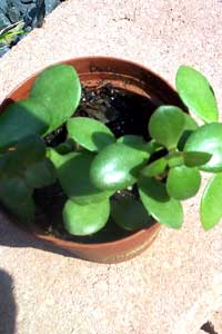Jade Plant (Crassula argentea/ Crassula ovata)