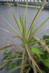 Madagascar Dragontree (Dracaena marginata)