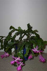 Christmas Cactus (Schlumbergera bridgesii)