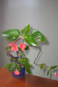 Wax Begonia (Begonia semperflorens)