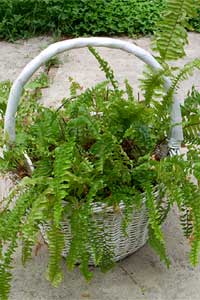 Boston Fern (Nephrolepsis exaltata ‘Bostoniensis’)