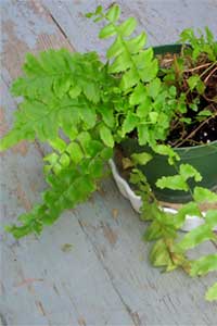 Dallas Fern (Nephrolepsis exaltata ‘Dallasii’)