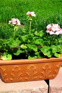 Geranium (Pelargonium species)