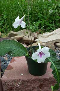 Cape Primrose (Streptocarpus species)