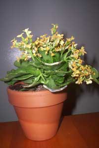 Kalanchoe (Kalanchoe blossfeldiana)