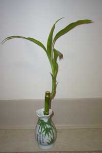 Lucky Bamboo (Dracaena sanderiana)