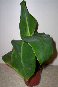 Banana Plant (Musa species)