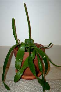 Orchid Cactus (Epiphyllum Ackermannii)