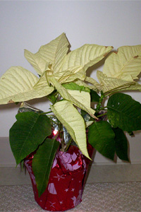 Poinsettia (Euphorbia pulcherrima)