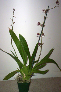 Oncidium (Oncidium species)
