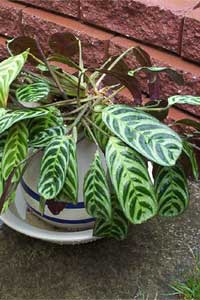 Prayer Plant (Calathea amabilis/ Stromanthe amabilis)