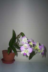 Dendrobium Orchid (Dendrobium species)