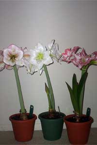 Amaryllis (Hippeastrum species and hybrids)