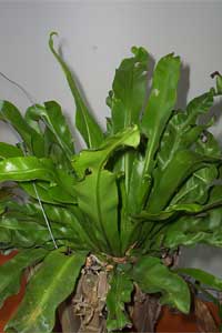 Bird's Nest Fern (Asplenium nidus)