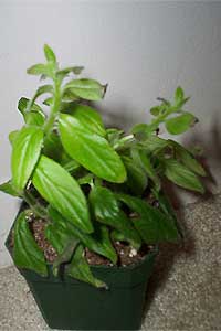 Goldfish Plant (Columnea species and hybrids)