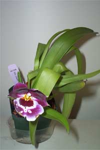 Miltoniopsis  Orchid (Miltoniopsis species and hybrids)