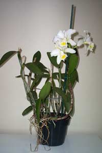 Cattleya Orchid (Cattleya species and hybrids)