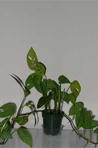 Swiss Cheese Plant (Monstera friedrichstahlii )