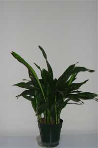 Cast Iron Plant (Aspidistra elatior)